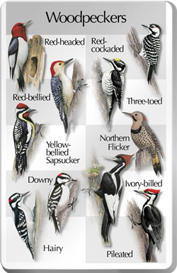 woodpecker_songcard.jpg